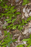 Yellow fairybells <BR>Yellow mandarin